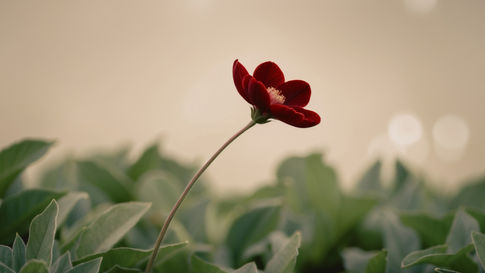 purple flower depicting healing
