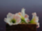 Amaryllis on a Box 20x16 small