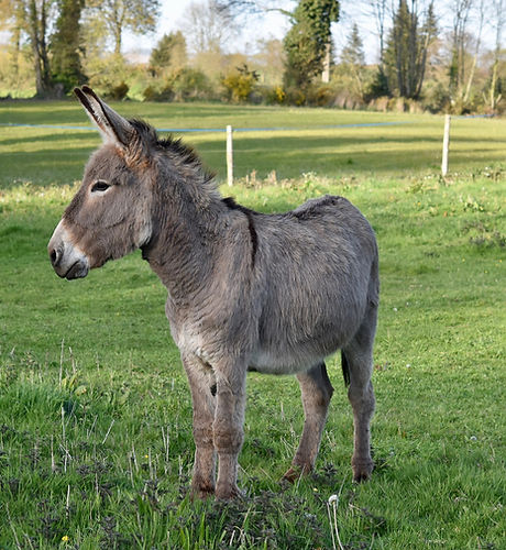donkey-4134955_1920.jpg