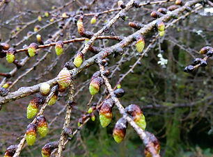 Larch (Larix sp) (3).jpg