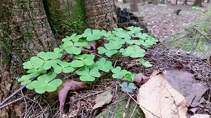 Wood Sorrel (Mountain) (Oxalis montana)