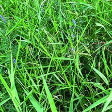 field-grass-300px-square-color_edited.jpg
