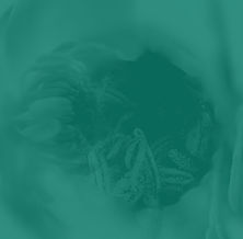 Buttercup-Small Image-TINT2.jpg