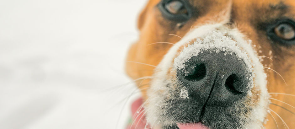 Tips On Keeping Your Dog Warm This Winter