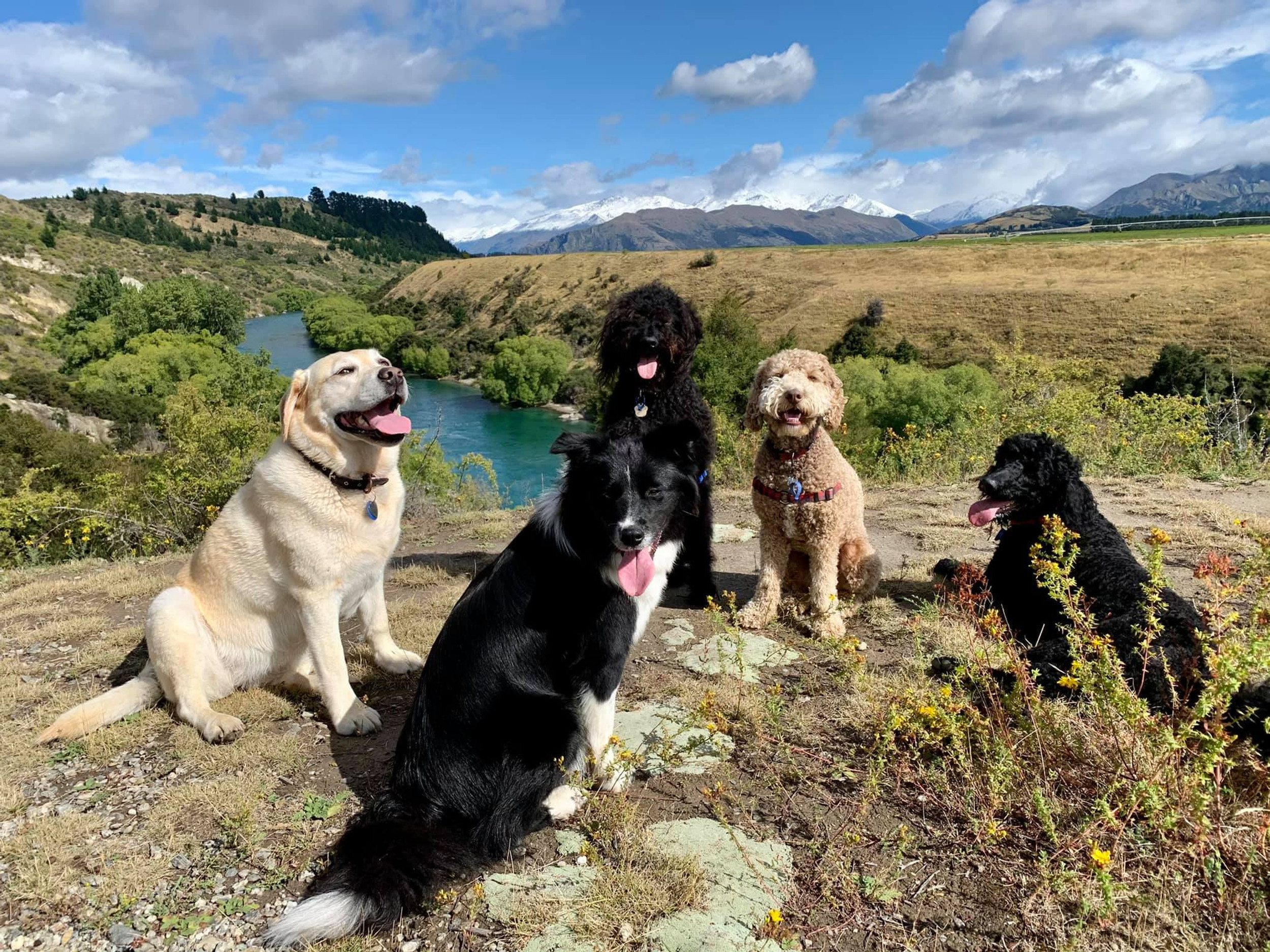 THE HOUND HUB & WANAKA DOG WALKING & PET SITTING HOME