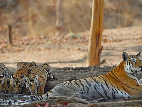 ระลึกถึง Collarwali สุดยอดคุณแม่เสือที่จากไปในวัย 16 ปี