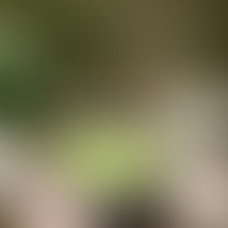 The best matcha recipe w/ Chamberlain Matcha!