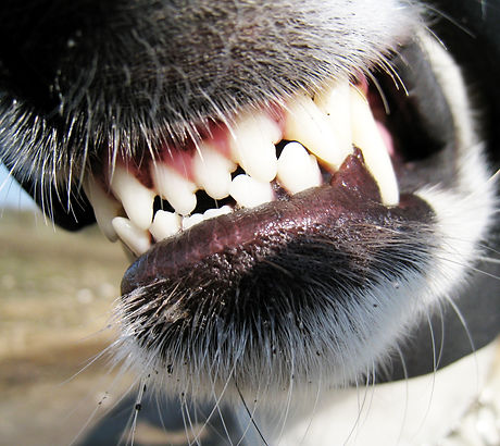 dog bite.jpg
