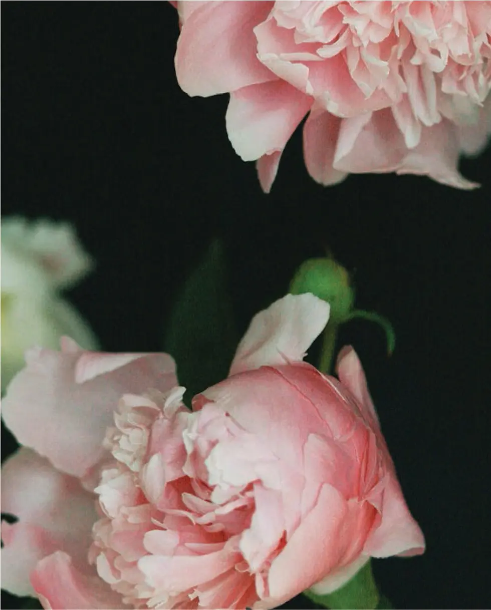 Thumbnail: Pretty Peonies Boxed Note Cards