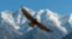A large eagle flying with spread wings in a clear blue sky over majestic snow-capped mount