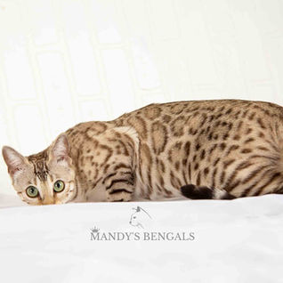 snow mink bengal cat