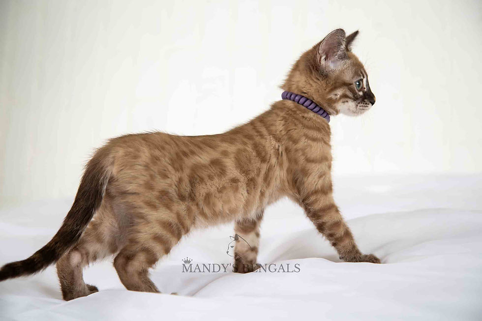 snow charcoal bengal kitten