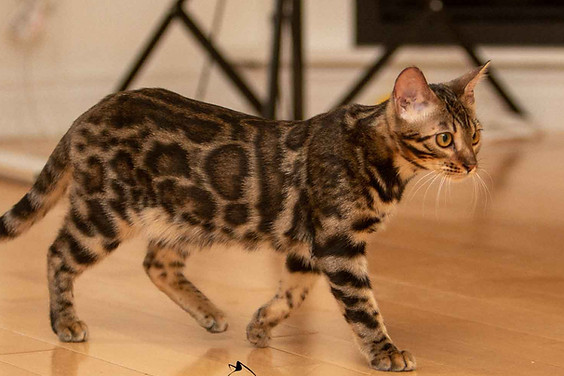 brown spotted female bengal cat Lola of Mandys Bengals toronto ontario