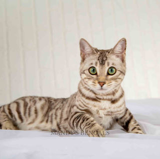 silver snow sepia bengal cat