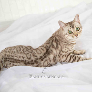 silver snow sepia bengal cat
