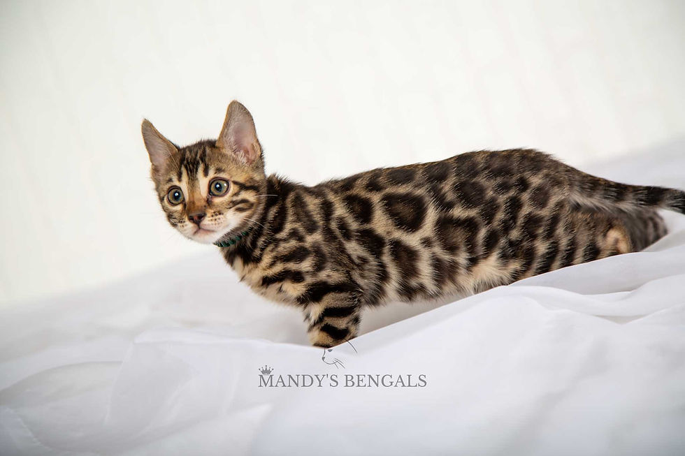 brown bengal kitten