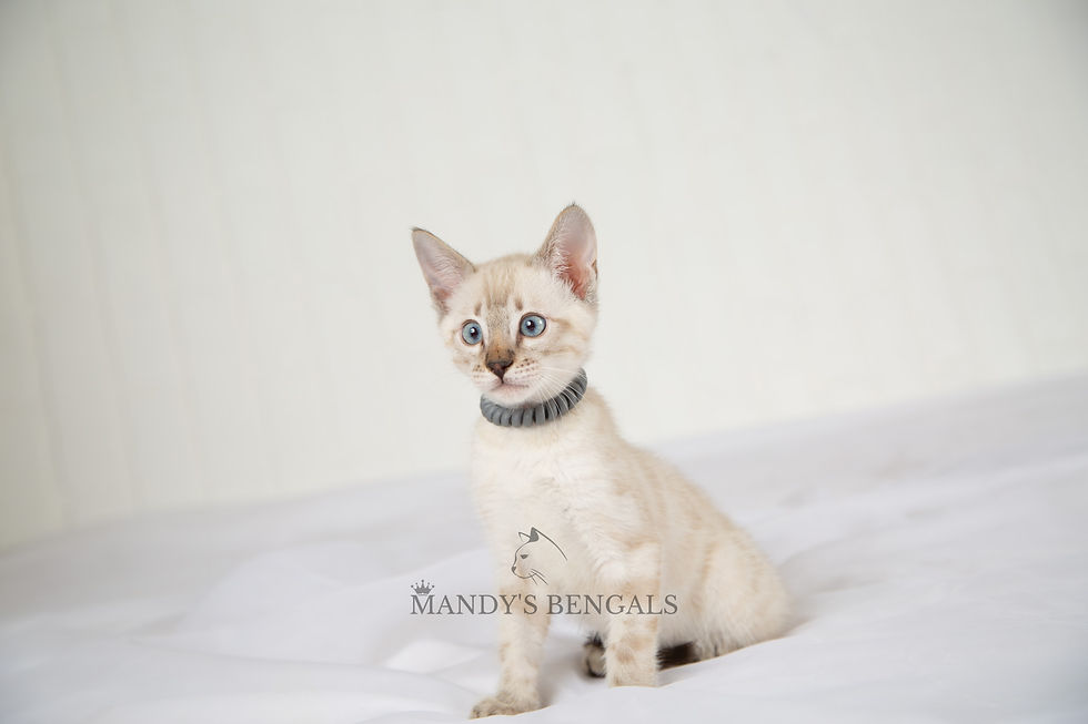 snow lynx bengal kitten