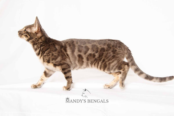 bengal-kitten-mandys-bengals-breeder-77.jpg