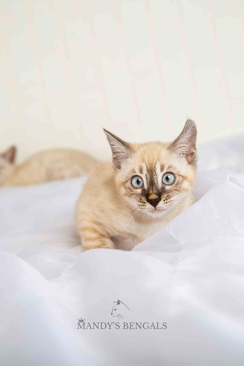 snow lynx bengal kitten