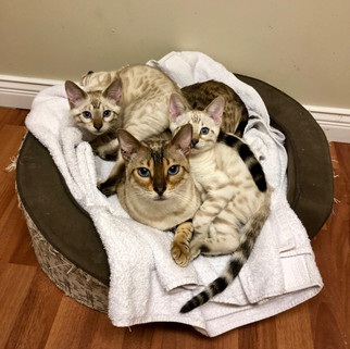 seal lynx point snow bengal cat with kittens mandys bengals
