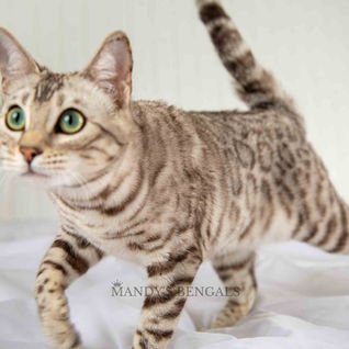 silver snow sepia bengal cat