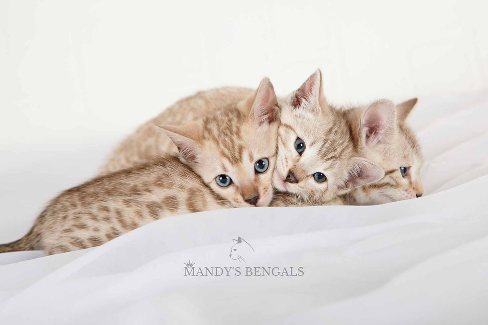 bengal snow kittens