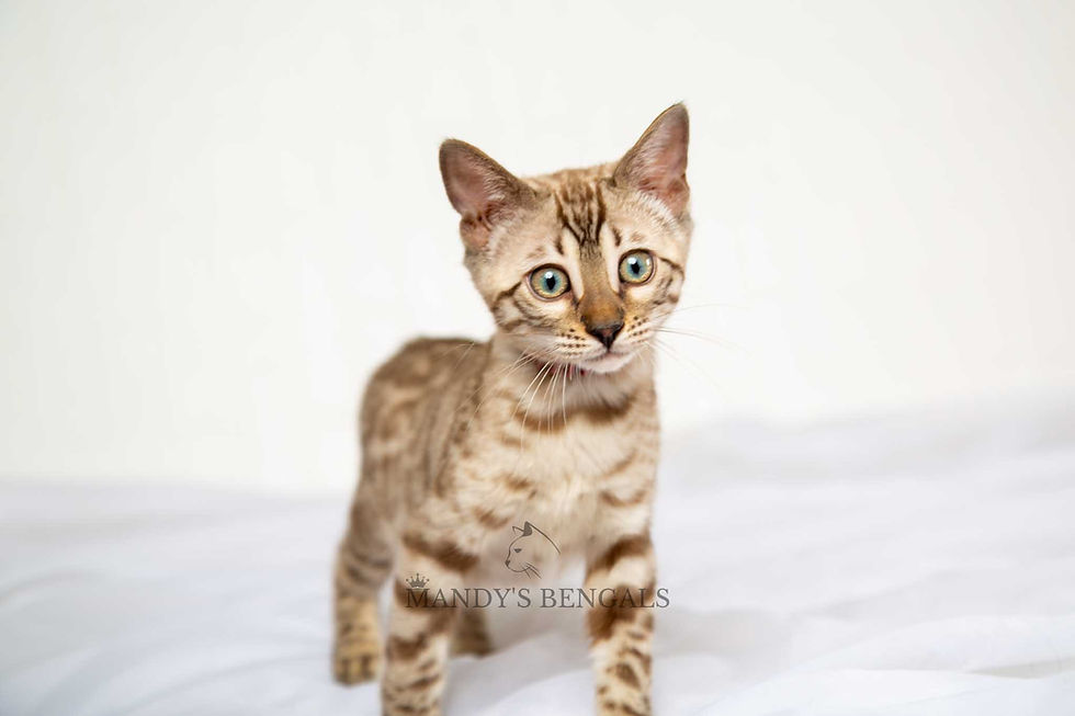 snow mink bengal kitten