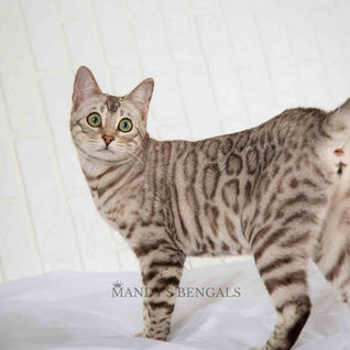 silver snow sepia bengal cat