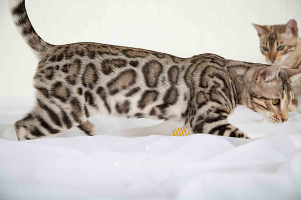 Silver_Bengal_Kittens_Mandys_Bengals-09.jpg