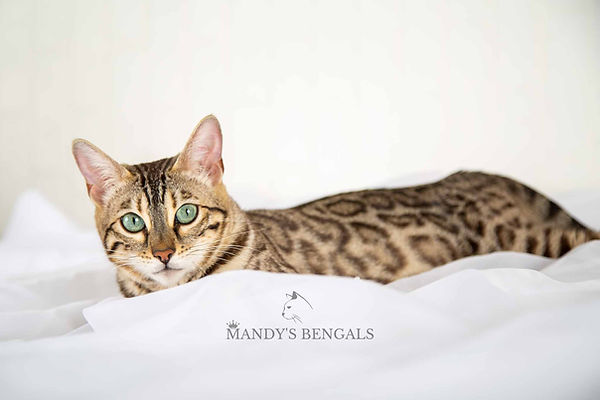 snow charocal sepia bengal cat
