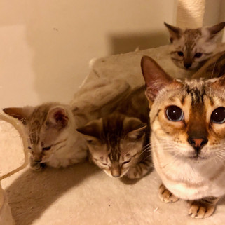 seal lynx point snow bengal cat with kittens mandys bengals