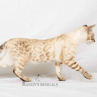 bengal-kitten-mandys-bengals-breeder-117.jpg