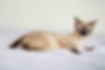 Silver_and_Snow_Bengal_Kittens_Mandys_Bengals-46.jpg
