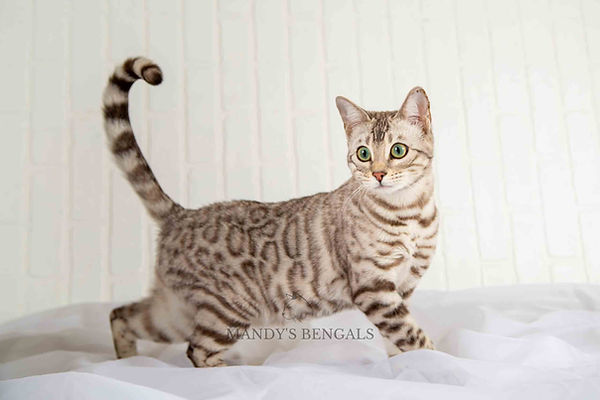 silver snow sepia bengal cat