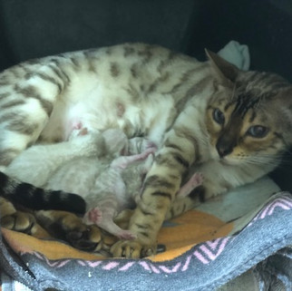 seal lynx point snow bengal cat mandys bengals