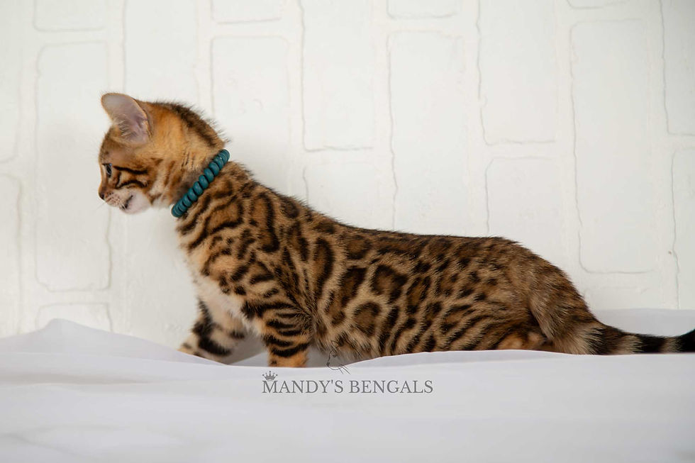 brown bengal kitten