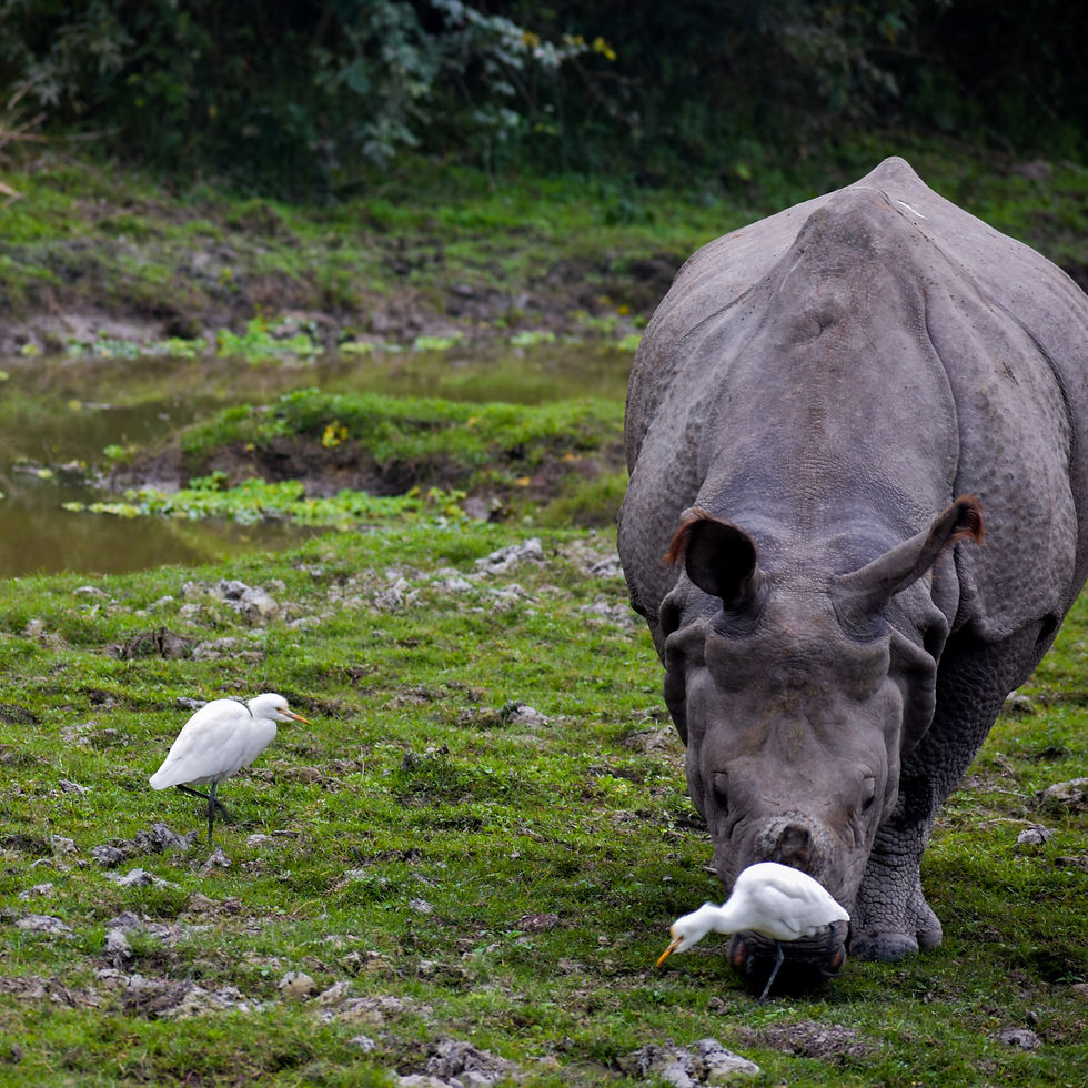 Meghalaya Tour with Kaziranga