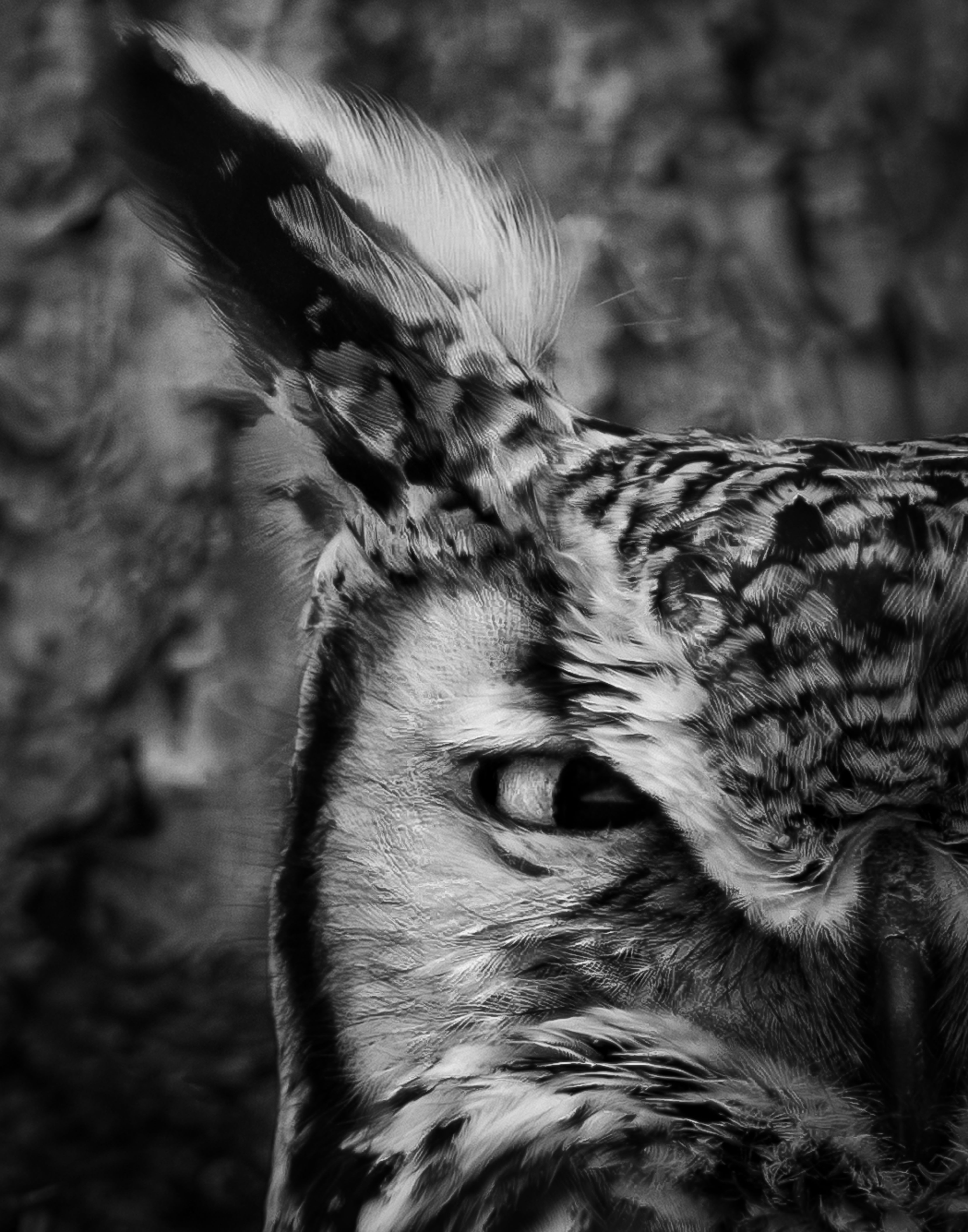 The Great Horned Owl, 14" x 11" Print