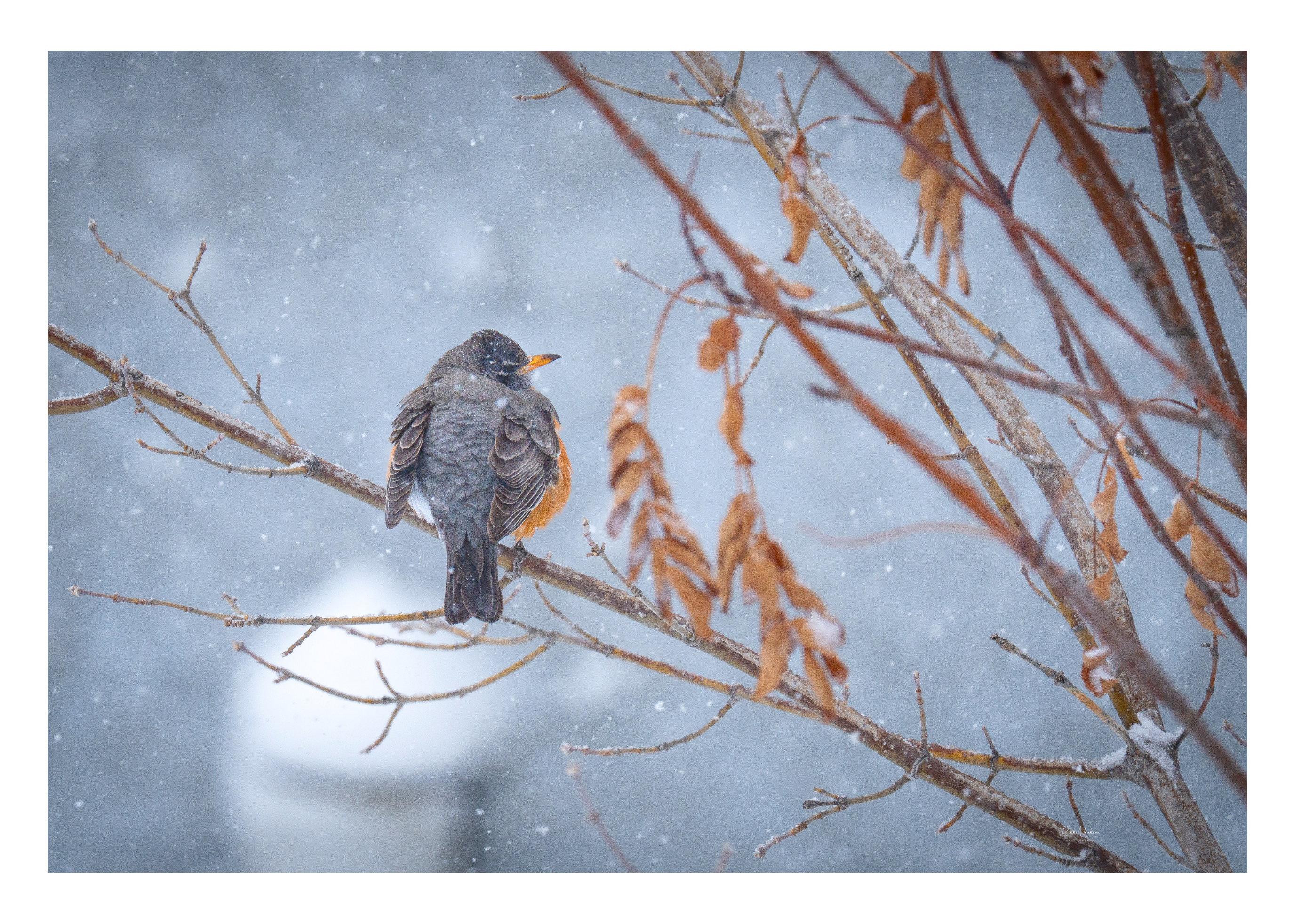 a robin sitting on a branch during a snowfall