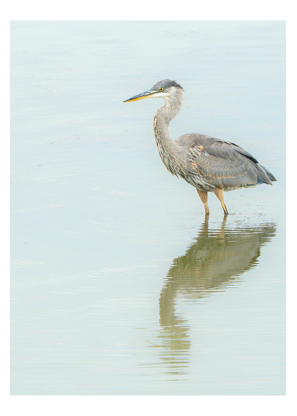 Great Blue Heron standing in the water