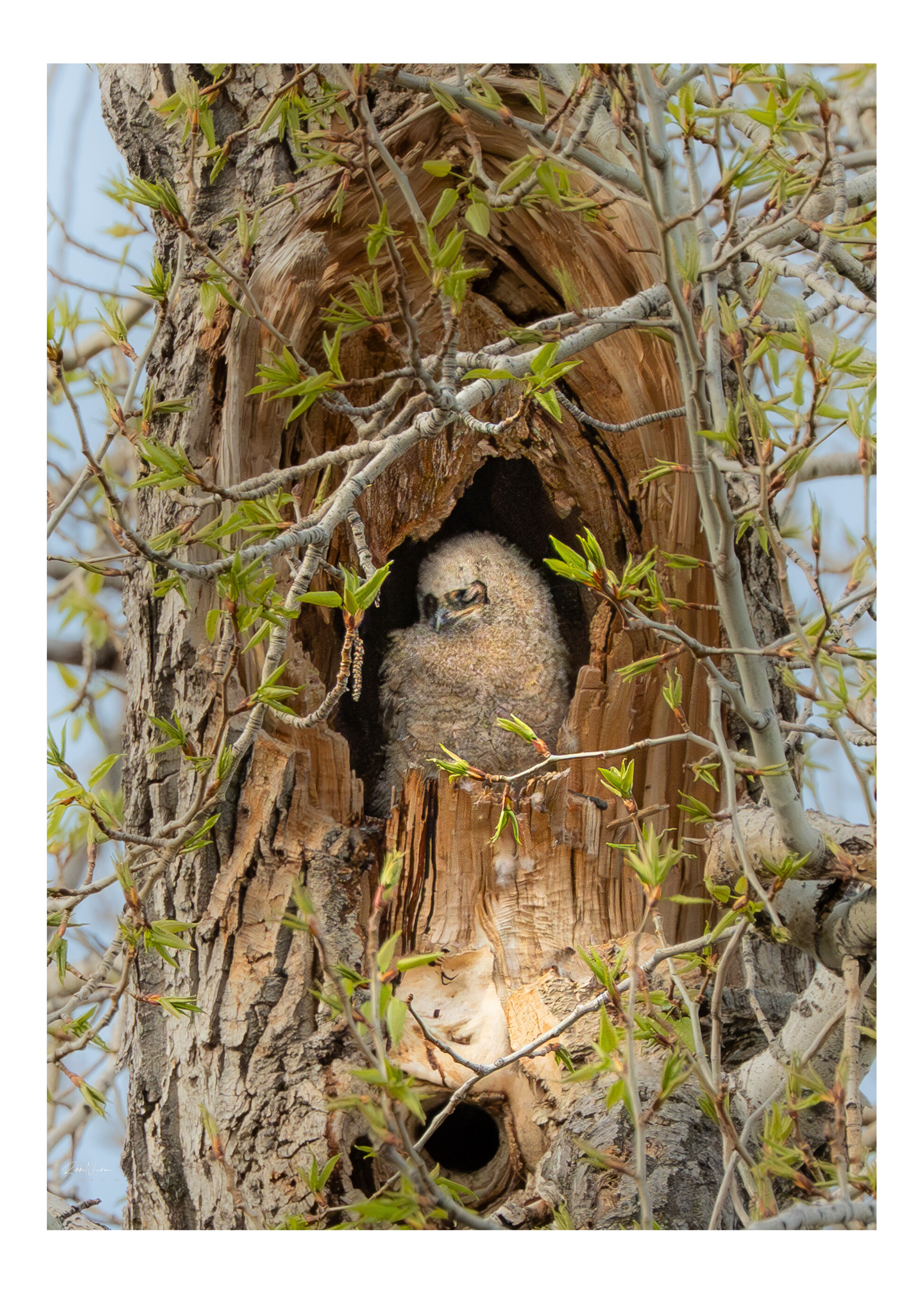 "Strike a Pose", Great Horned Owlet Fine-Art Photography Card