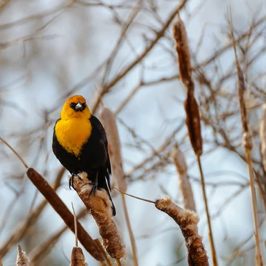 Yellow Headed Black Bird