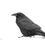 Thumbnail: Common Raven in the Snow Fine-Art Photography Cards