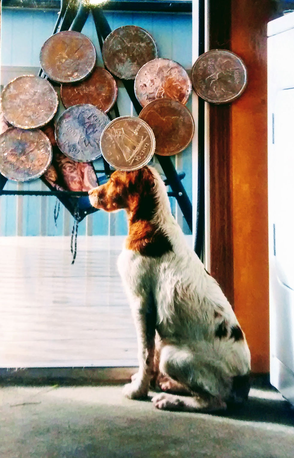 a picture of a brittany spaniel with change...messages from heaven