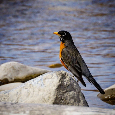 Red Robin