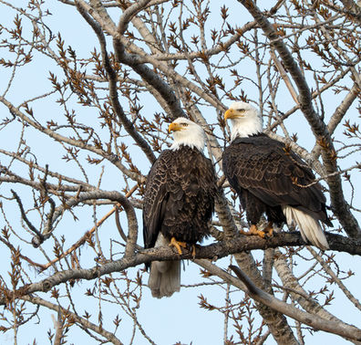 two bald eagles sitting on a branch
