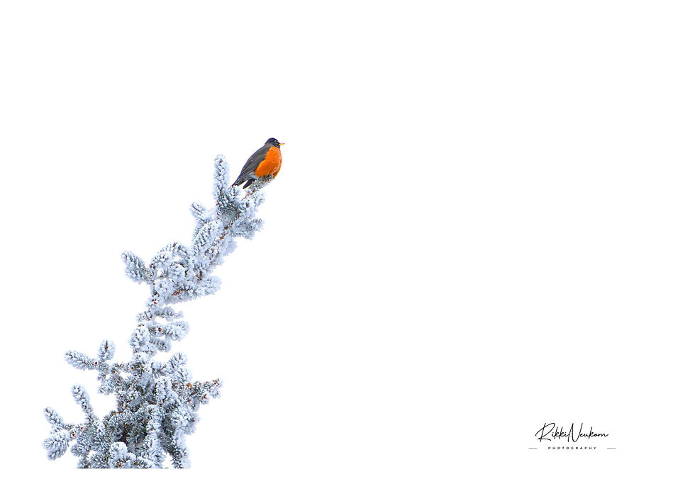 a robin sitting onto of a pine tree that has hoar frost on it, Blank Greeting Card
