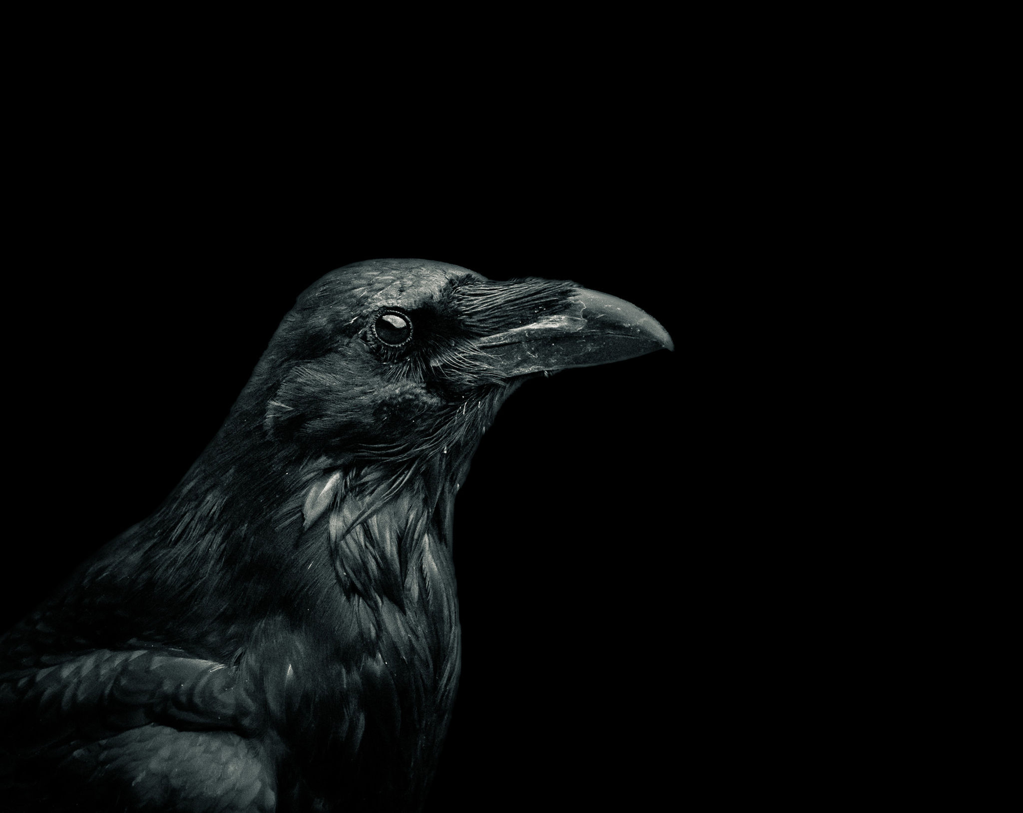A black and white picture of a common raven in a harsh light situation, black background