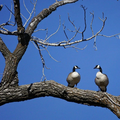 Canadian Geese