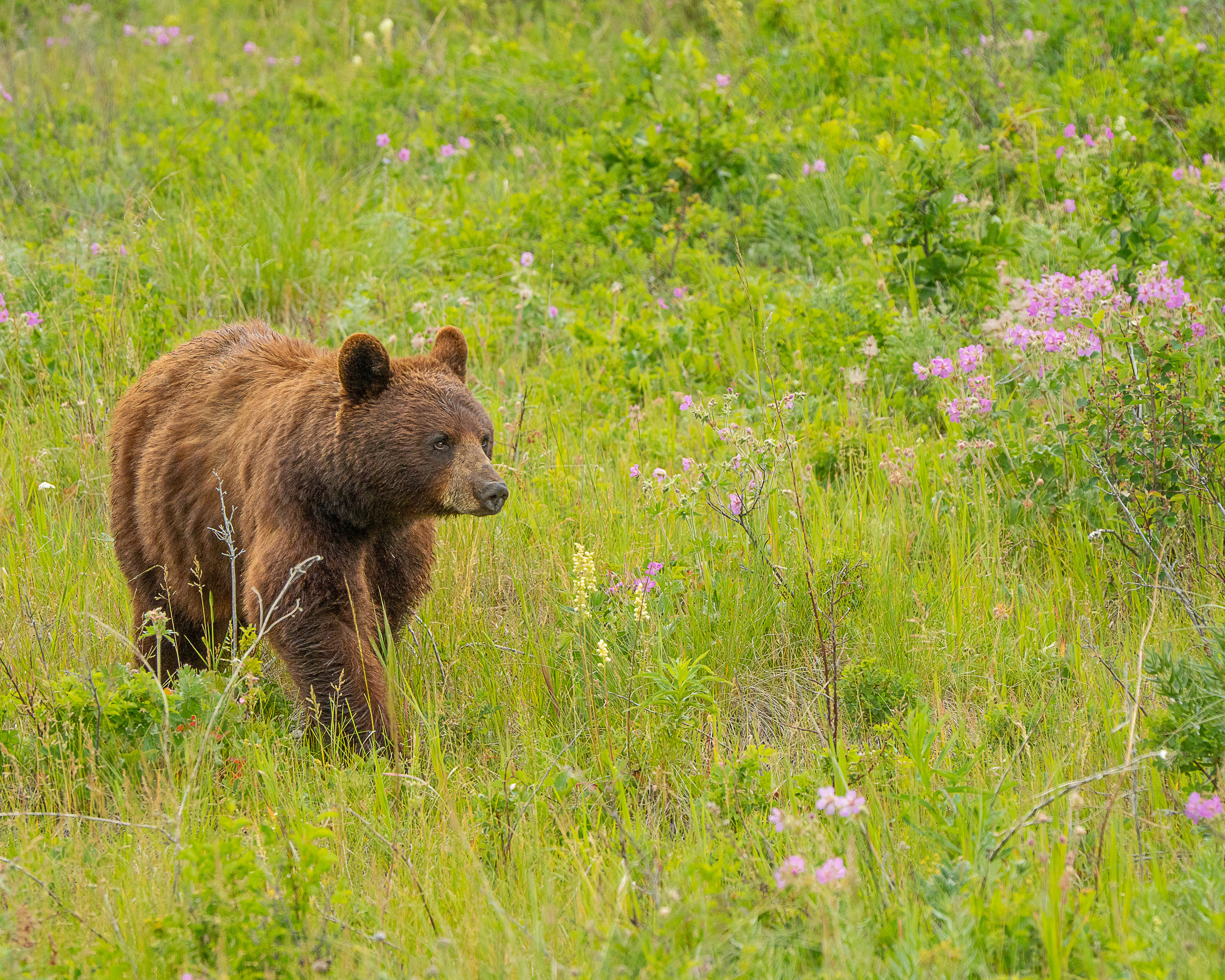 black bear walking on the grass with wildflowers